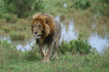 leone in movimento