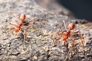 Red ant walk on a tree