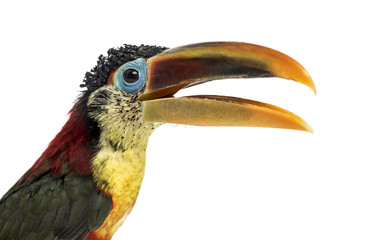 Close-up of a Curl-crested aracari, isolated on white