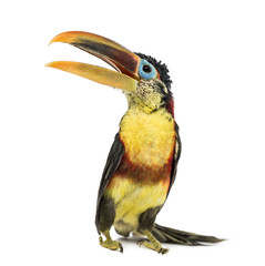 Curl-crested aracari, isolated on white