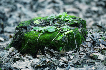 Old green stump with moss