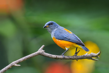 Orange-bellied Flowerpecker or Dicaeum trigonostigma.