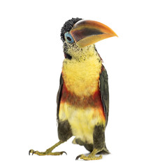 Curl-crested aracari, isolated on white