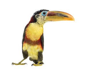Curl-crested aracari, isolated on white