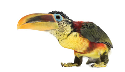 Curl-crested aracari, isolated on white