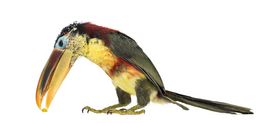 Curl-crested aracari, isolated on white