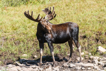 Colorado Moose