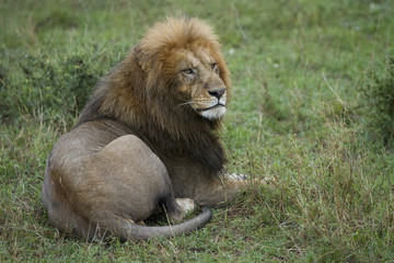 leone maturo
