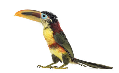 Curl-crested aracari, isolated on white