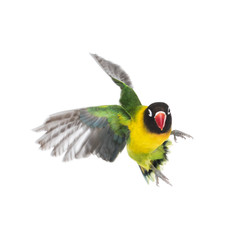 Yellow-collared lovebird flying, isolated on white