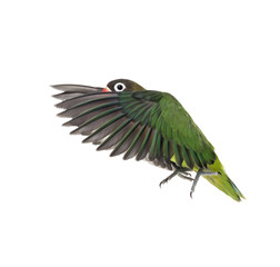 Yellow-collared lovebird flying, isolated on white