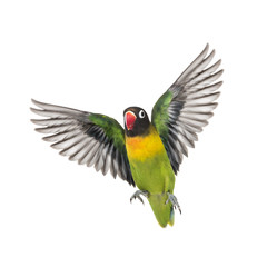 Yellow-collared lovebird flying, isolated on white