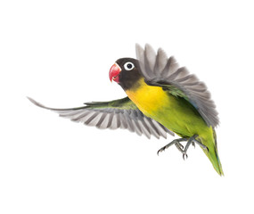 Yellow-collared lovebird flying, isolated on white