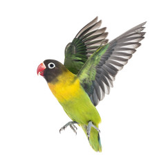 Yellow-collared lovebird flying, isolated on white