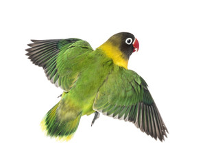 Yellow-collared lovebird flying, isolated on white