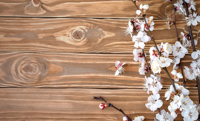 Flowering branch of apricot on wooden background
