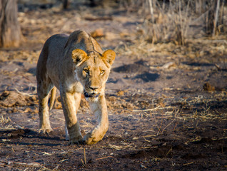 Prowling Lion at Sundown