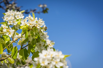 Bee on a pear tree flower