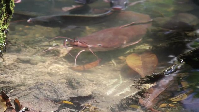 Giant catfish Clarias and fish near the water surface close-up

