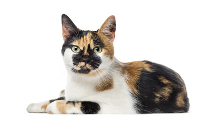 American Polydactyl lying, 14 months old, isolated on white