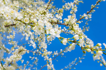 wonderful white blossoms in sunlight