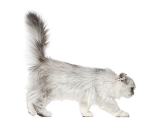 Side view of a Persian kitten, 3 months old, isolated on white