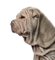 Close-up and side view of a Shar Pei puppy, 10 weeks old, isolat