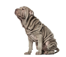 Puppy Shar Pei sitting, 10 weeks old, isolated on white