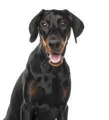 Obraz premium Close-up of a Doberman Pinscher puppy panting, 6 months old, isolated on white