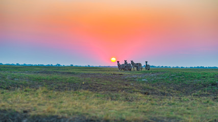 Fototapeta premium Herd of Zebras walking in the bush in backlight at sunset. Scenic colorful sunlight at the horizon. Wildlife Safari in the african national parks and wildlife reserves.