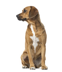 Rhodesian ridgeback sitting, isolated on white