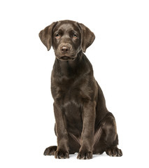 Puppy Labrador Retriever sitting, 3 months old, isolated on whit