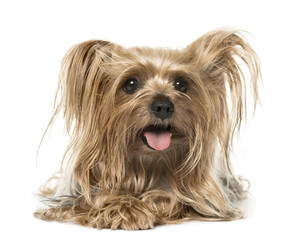 Yorkshire Terrier lying and panting, isolated on white