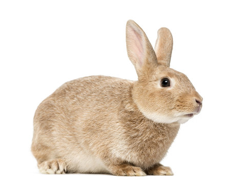 Brown rabbit lying, isolated on white