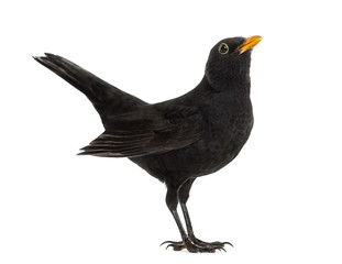 Blackbird Turdus merula , isolated on white - obrazy, fototapety, plakaty