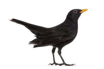 Blackbird Turdus merula , isolated on white