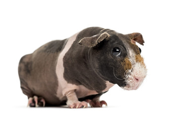 Hairless guinea pig , isolated on white