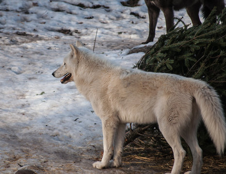 White wolf close up in the winter