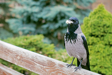 Crow bird in city park sit on bench and have fun