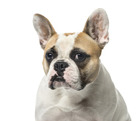 Close-up of a French Bulldog, 2 years old , isolated on white