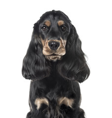 A black Cocker Spaniel looking at the camera, isolated on white