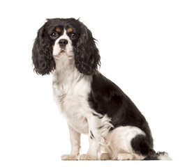 Side view of a Cavalier King Charles sitting, isolated on white