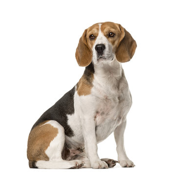 Beagle sitting , isolated on white