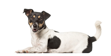 Side view of a Jack Russell Terrier lying , isolated on white