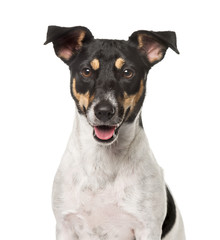 Close-up of a Jack Russell Terrier, isolated on white