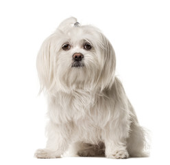 White Maltese sitting , isolated on white