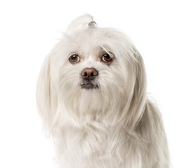 Close-up of a white Maltese , isolated on white