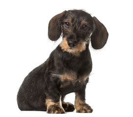 Chocolate Dachshund sitting , isolated on white