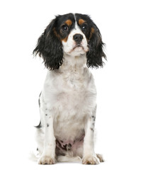 A Cavalier King Charles  sitting, isolated on white