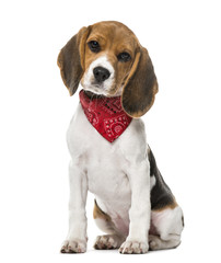 A Beagle puppy with a scarf sitting, isolated on white, 9 weeks